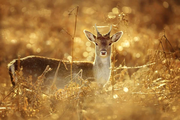 Jonge Edelhert Buck Staande Het Gras Met Spinnenwebben Tegen Gouden — Stockfoto