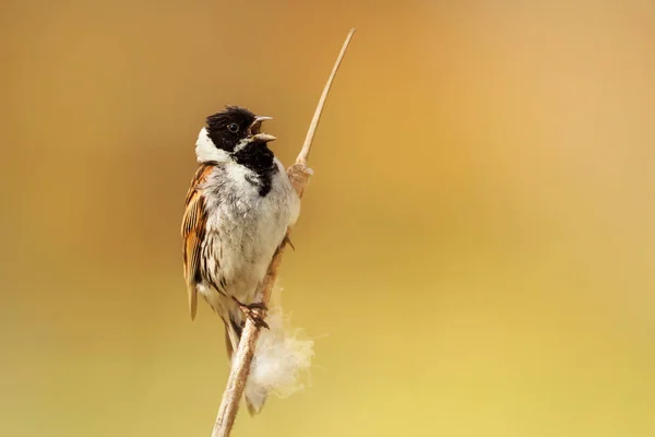 Mužské Společné Reed Bunting Zpívající Zatímco Posazený Reed Rainham Královští — Stock fotografie