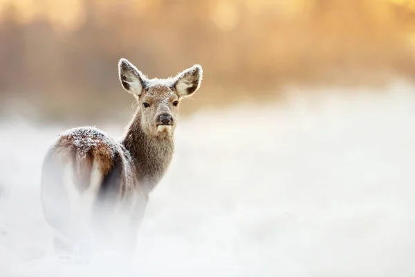 Red Deer Derrière Couvert Givre Neige Lever Soleil Royaume Uni — Photo