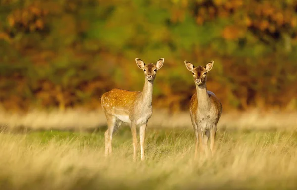 Twee Damherten Hinds Het Gebied Van Gras Tegen Kleurrijke Herfst — Stockfoto