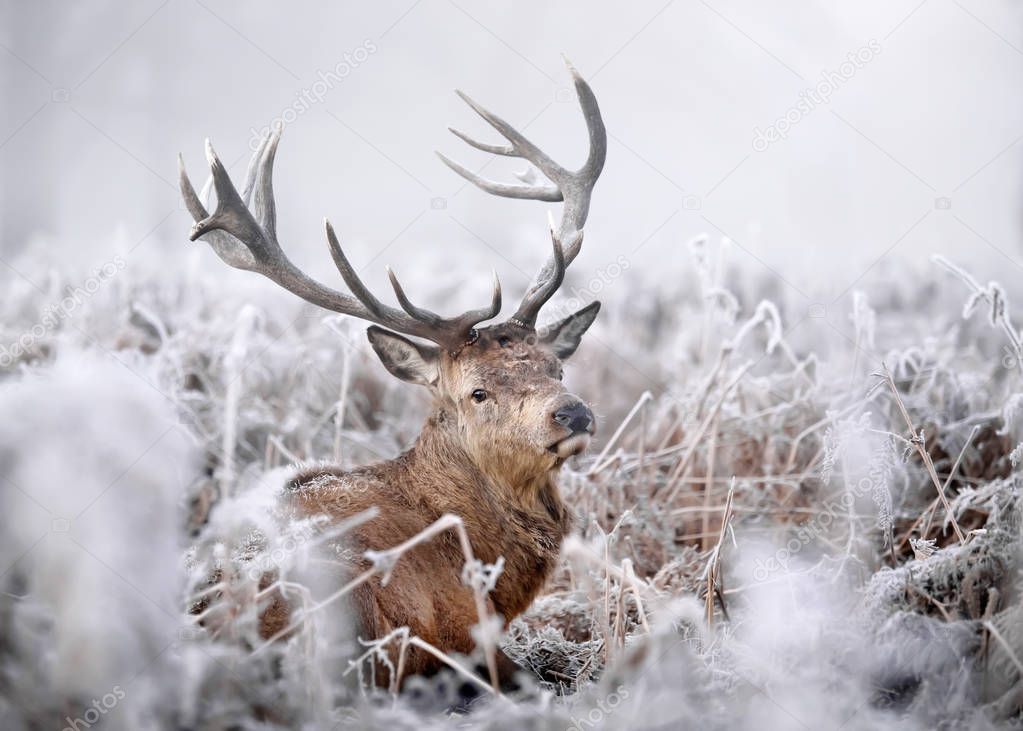 Red deer stag on a frosty early morning. Animals in winter.