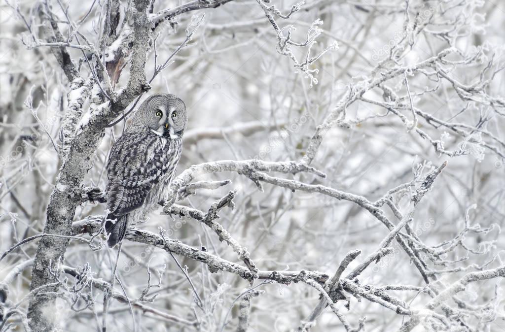 Great grey owl perching on a tree branch in winter, Finland.