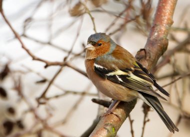 Common chaffinch perching in a tree in a natural habitat in autumn. clipart