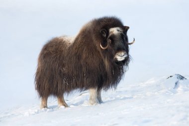 Male musk ox standing in the mountains of Dovrefjell in tough winter conditions in Norway clipart
