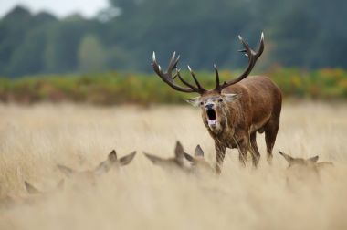 Hinds bir grup duran ve sonbaharda azgın sezonunda böğürüyordu Kızıl geyik geyik.