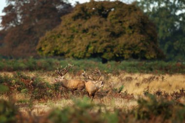 Sonbaharda azgın sezonunda kükreyen iki Kızıl geyik.