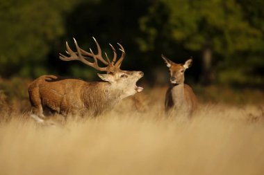 Hinds bir grup duran ve sonbaharda azgın sezonunda böğürüyordu Kızıl geyik geyik.