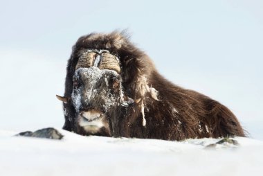 Close up of a musk ox with frosted hair lying on snow on a very cold winter day in Norway.