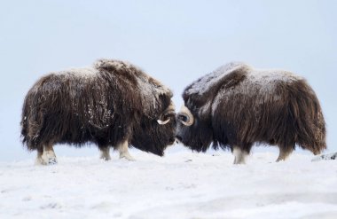 Erkek misk sığırları Dovrefjell dağlar Norveç'te zorlu kış koşullarında mücadele