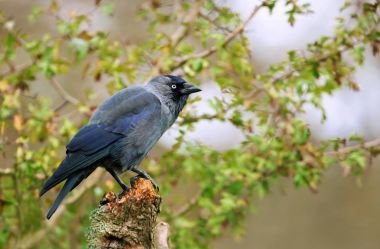 Jackdaw Coloeus monedula perching on a tree branch, UK. clipart