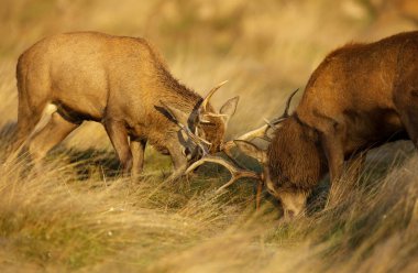 Two red deer stags fighting over dominance during rutting season on an early autumn morning while dew is still on yellow and brown grass. clipart