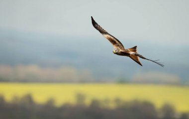 Kırmızı uçurtma sarı tarım arazileri tarlalara yaz, Oxfordshire, İngiltere.