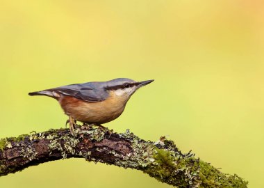 Eurasian Nuthatch (Sitta europaea) perching on a tree branch against green background. clipart