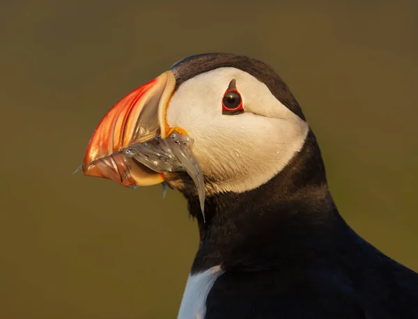 Close Puffin Atlântico Com Bico Cheio Enguias Areia Inglaterra — Fotografia de Stock