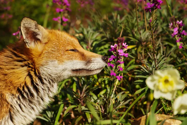 Rotfuchs Riecht Frühlingsblumen Hintergarten Einem Vorort Von London Urbane Tierwelt — Stockfoto