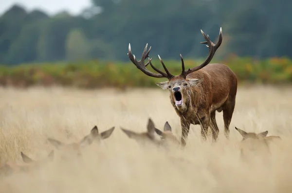 Jeleń Jeleń Stojący Pobliżu Grupy Hinds Ryk Sezonie Rutting Jesienią — Zdjęcie stockowe