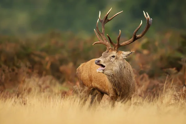 Rothirsch Gebrüll Während Der Brunftzeit Herbst — Stockfoto