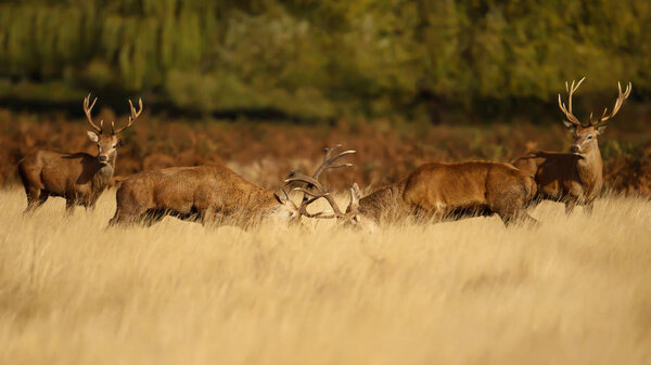 Two red deer stags fighting over dominance during rutting season on an early autumn morning.