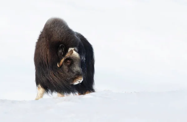 ノルウェーの山の雪の中でジャコウ牛の立っています — ストック写真