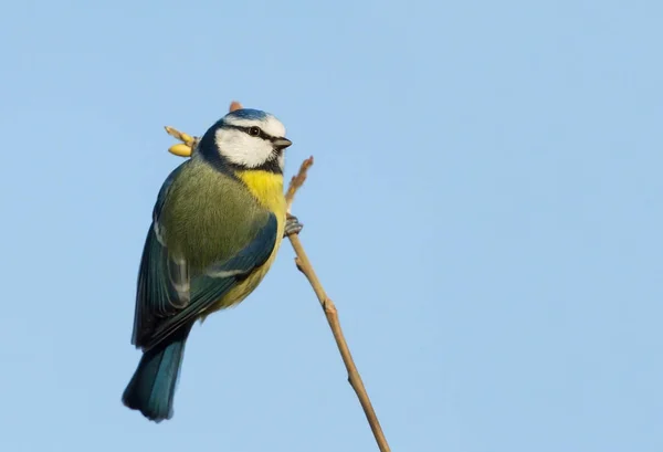 Eurasische Blaumeise Hockt Auf Einem Ast Vor Blauem Himmel — Stockfoto