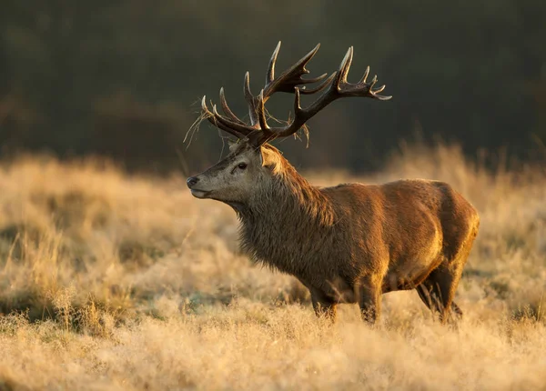 Edelhert Stag Met Een Sprietje Gras Geweien Staande Het Hoge — Stockfoto