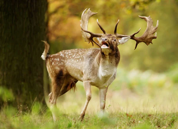 Fallow Deer Dama Dama Stag Bellowing Rutting Season Autumn — Stock Photo, Image