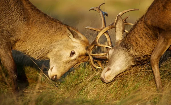 Två Kronhjort Stags Slåss Dominans Spårbildning Säsongen Tidig Höst Morgon — Stockfoto