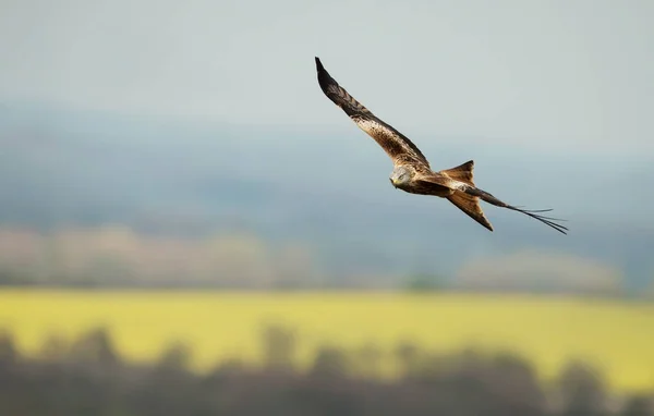 Cerf Volant Rouge Survolant Les Champs Agricoles Jaunes Été Oxfordshire — Photo