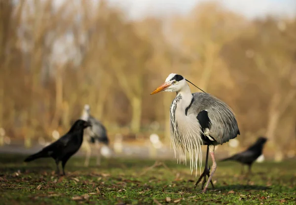 Grå Häger Ardea Cinerea Stående Ett Grönt Gräs Fält Park — Stockfoto