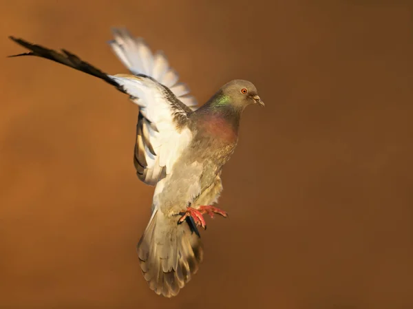 野生鸽子鸽在五颜六色的背景下盘旋 城市野生动物 — 图库照片