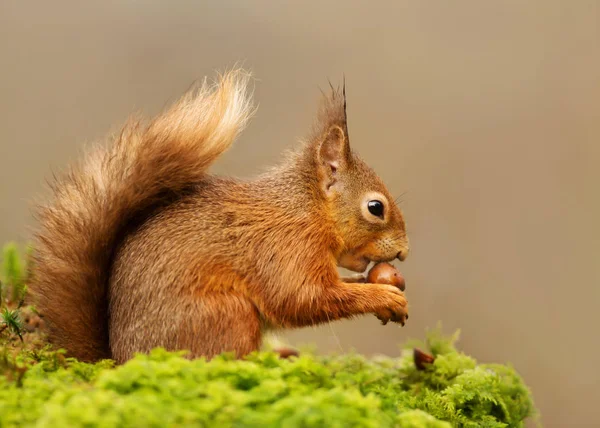 Esquilo Vermelho Comendo Nozes Log Musgo Contra Fundo Claro Floresta — Fotografia de Stock
