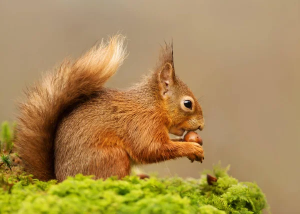 Ardilla Roja Comiendo Nueces Tronco Musgoso Sobre Fondo Claro Bosque — Foto de Stock