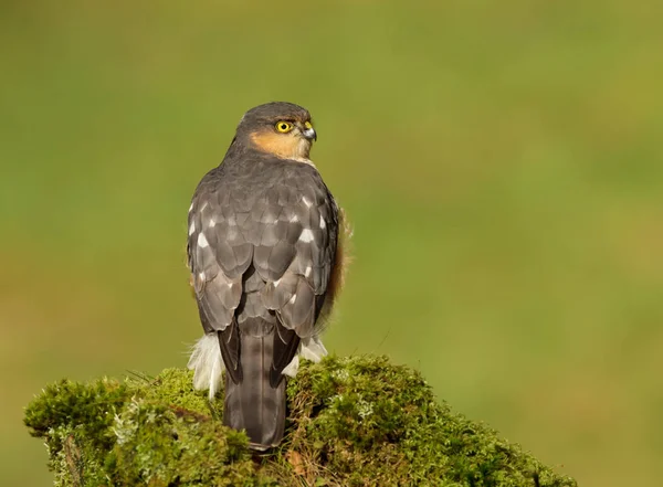 Adulto Macho Sparrowhawk Accipiter Nisus Sentado Tronco Musgo Floresta Escocesa — Fotografia de Stock