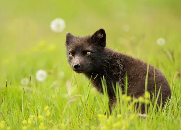 Blå Morph Fjällräv Ängen Maskrosor Slutet Sommaren Island — Stockfoto