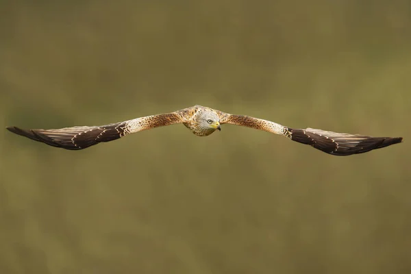 Cerf Volant Rouge Vol Sur Fond Vert Chilterns Oxfordshire Royaume — Photo