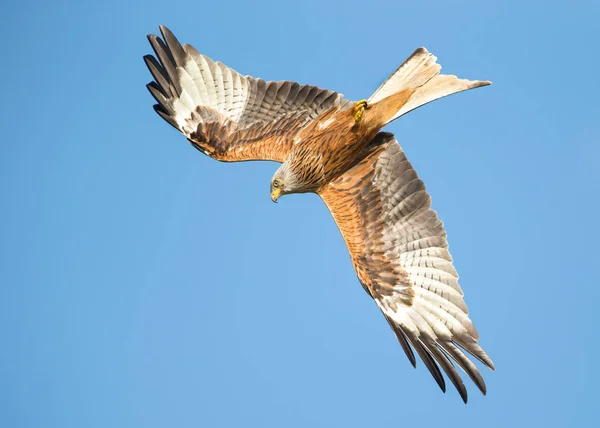 Rotmilan Flug Vor Blauem Himmel Chilterns Oxfordshire — Stockfoto
