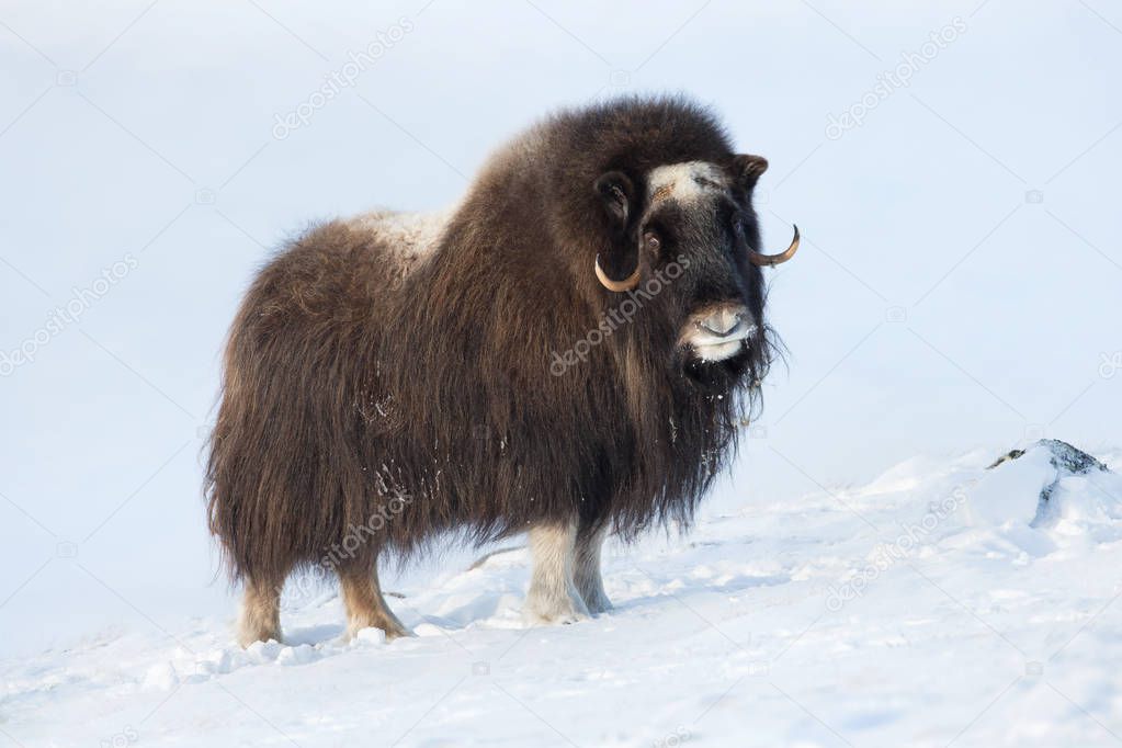 Male musk ox standing in the mountains of Dovrefjell in tough winter conditions in Norway