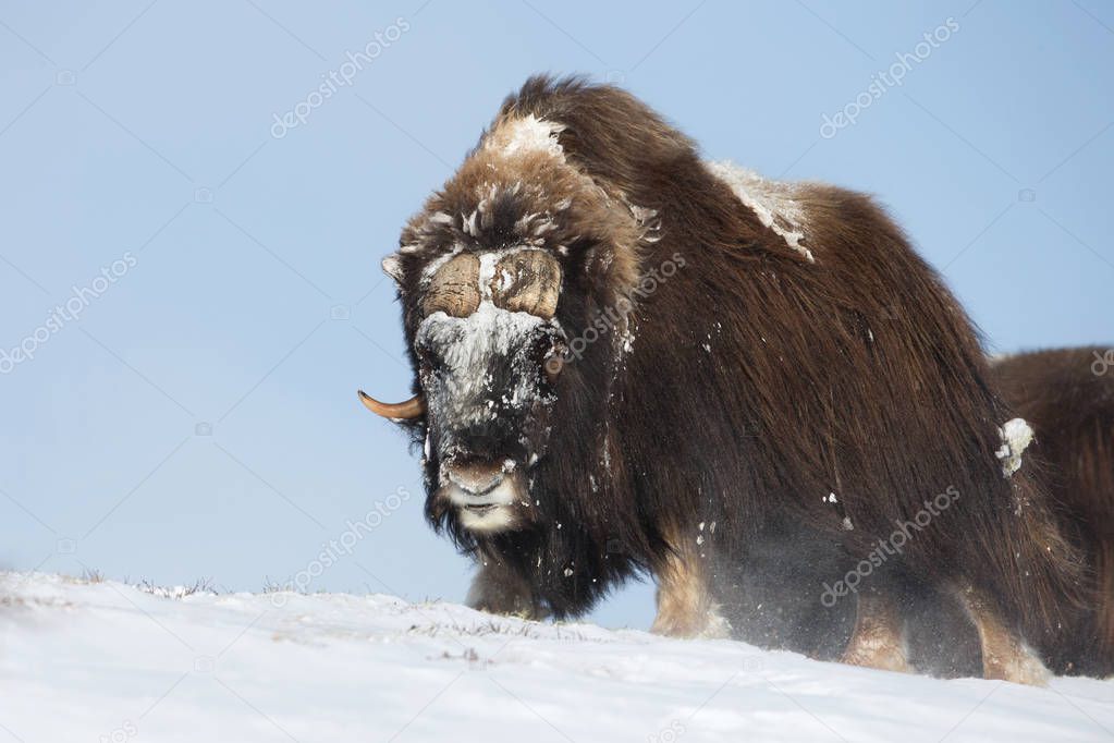 Male musk ox standing in the mountains of Dovrefjell in tough winter conditions in Norway