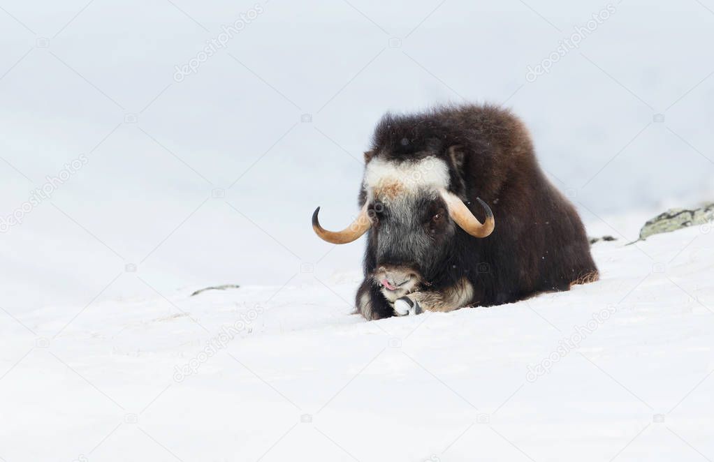 Young musk ox lying on snow with the feet in front on a snow on a cold winter day, mountains in Norway. Young animals in winter.