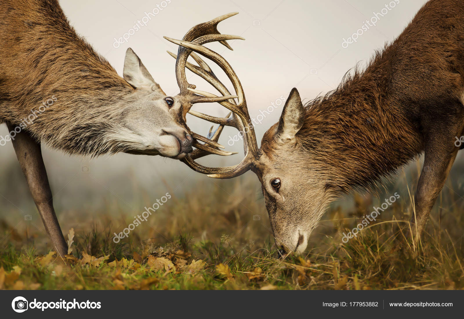 Два Красных Оленя Сражаются За Господство Во Время Сезона Разврата.