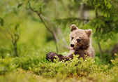 Braunbärenjunges streckt im borealen Wald die Zunge heraus