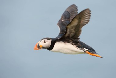 Atlantik martı uçuş karşı açık mavi gökyüzü