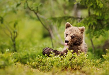 Brown bear cub sticking out the tongue in the boreal forest clipart