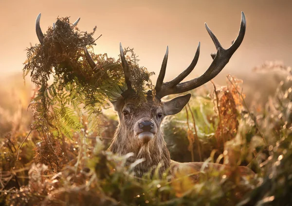 Retrato de ciervo rojo con corona de helechos —  Fotos de Stock