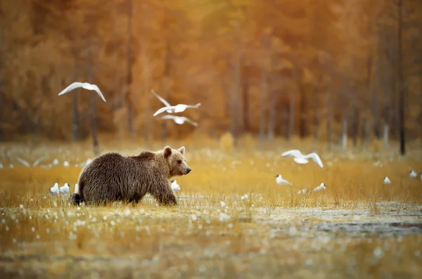 Urso marrom atravessando o pântano no outono — Fotografia de Stock