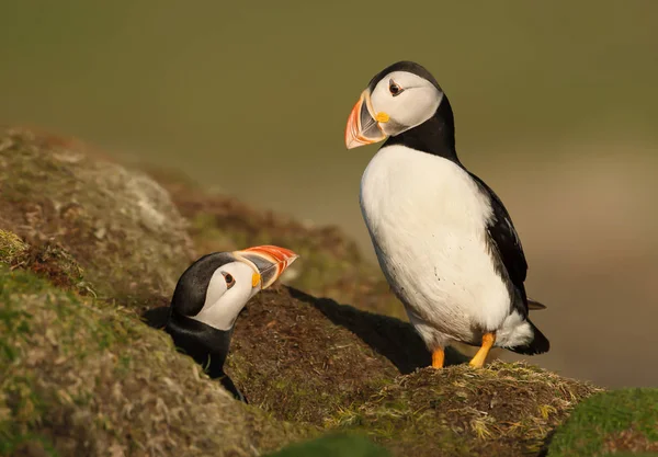 Interaksi antara dua puffin Atlantik dengan liang — Stok Foto