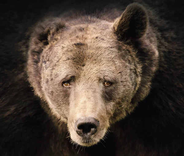 Portrait d'un gros ours brun dominant mâle qui a perdu une oreille — Photo