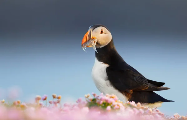 Puffin Atlântico em pé no campo de flores rosa thrift — Fotografia de Stock