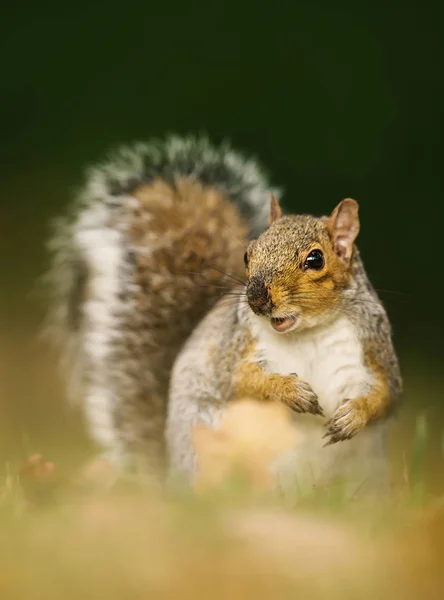 Eastern grey squirrel sitting on the autumnal leaves in the park — Stock Photo, Image