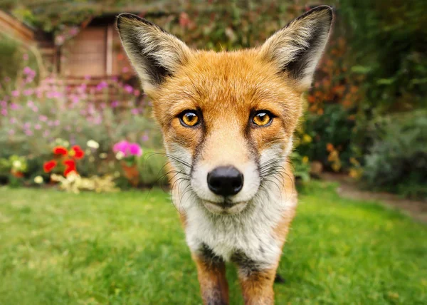 Портрет милой красной лисы в саду, полном цветов — стоковое фото